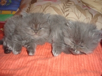 СИНИ ПЕРСИЙСКИ КОТЕНЦА